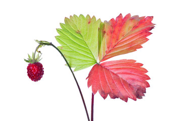 wild strawberry with bright leaves on white
