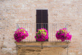 Fiori dal balcone