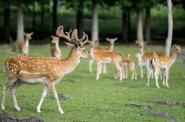 fallow deer with a herd