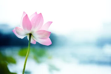 Rolgordijnen Lotusbloem bloeiende lotusbloem
