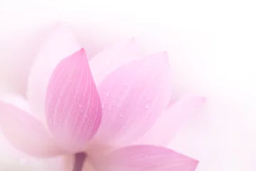 Poster Close-up op lotusbloemblaadje © Li Ding