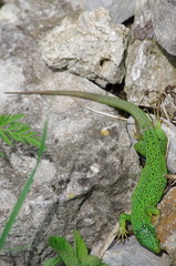 lézard vert -