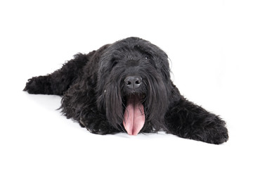 black terrier on a white background