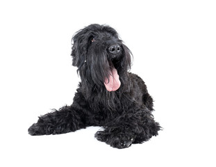 black terrier on a white background