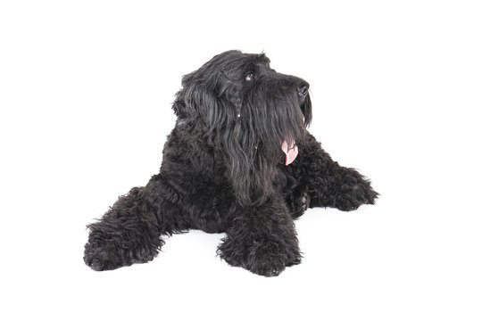 black terrier on a white background