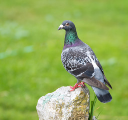 Pigeon stand on rock