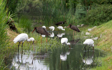 black stork and waders in water