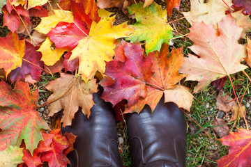 Autumn colorful maple leaves in park