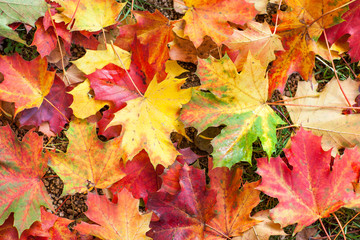 Naklejka na ściany i meble Jesienią kolorowe liście klonu w parku