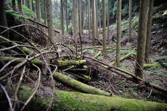 日本の林業事情