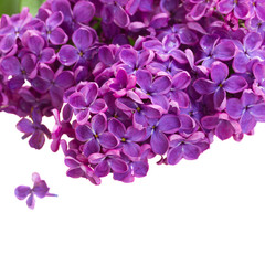 Flowers of lilac close up