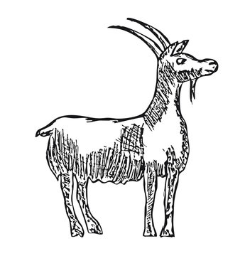 vector goat farm animal with cartoon illustration of a pencil
