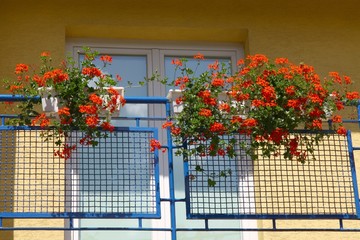 red geranium as decoration of balcony