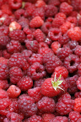 A beautiful selection of freshly picked ripe red raspberries