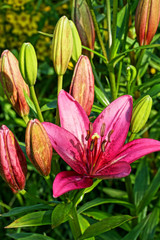pink lilies in the garden