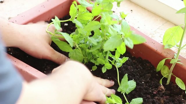 Planting herbs on a balcony