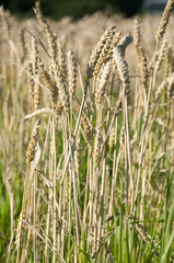 Wheat fields on a bright sunny day in Switzerland