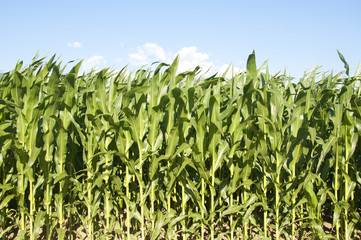 Corn fields on a bright sunny day in Switzerland