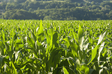 Corn fields on a bright sunny day in Switzerland