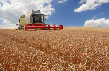 Fototapeta na wymiar Combine harvesting wheat