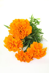 Tagetes