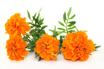 Tagetes