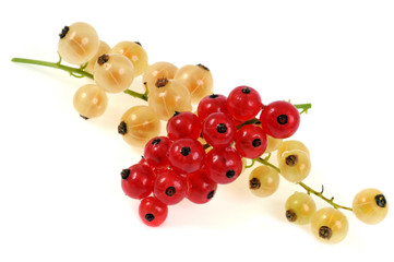 Groseilles blanches et rouges
