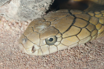 Russel viper - poisonous snake