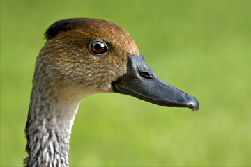 duck whit black eye
