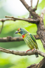 Coppersmith Barbet (Megalaima haemacephala) act on the tree