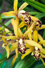 Orchid or Cymbidium super freak