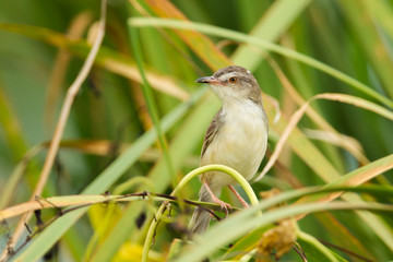 Plain Prinia or White-browed Prinia in the nature