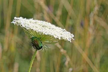Rosenkäfer (Cetonia aurata) unterm Möhren-Sonnenschirm