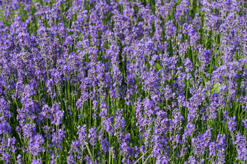 Obraz premium Lavendel Feld von oben seitlich in Blüte
