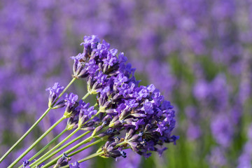 Lavendel Blüten vor Lavendelfeld