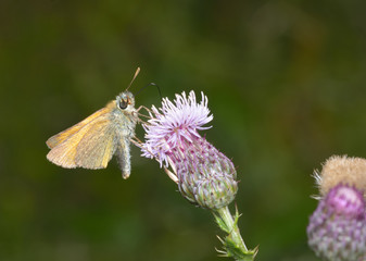 kleiner Dickkopffalter auf Distelblüte