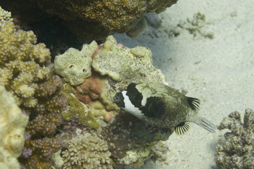 Masquered puffer fish