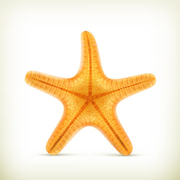 Starfish, realistic vector icons
