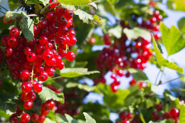 Redcurrant