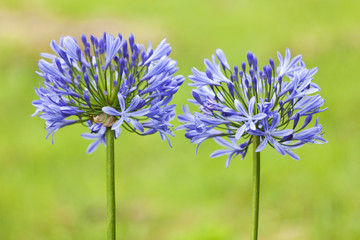 Schmucklilien auf den Azoren