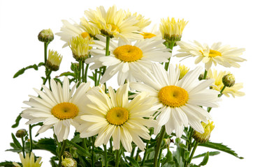 Leucanthemum maximum 'Broadway Lights' - Margerite