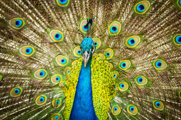 Obraz premium The portrait of beautiful peacock with spread feathers out