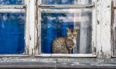 Cat on the window
