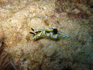 Nacktschnecke