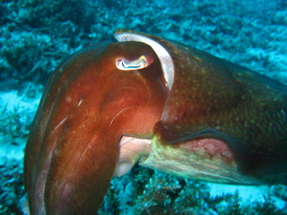 Tintenfisch © wernerrieger
