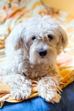Maltese dog lying on the bed