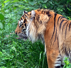 Amur Tiger