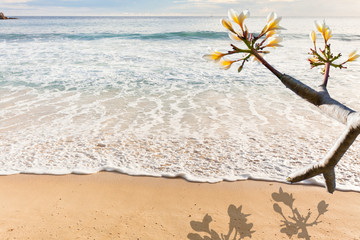 frangipanier sur plage des Seychelles
