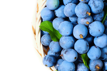 wild berry blackthorn