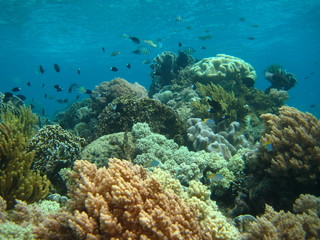 Fototapeta premium Korallenriff